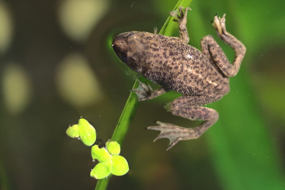 African dwarf frog hot sale staying at surface